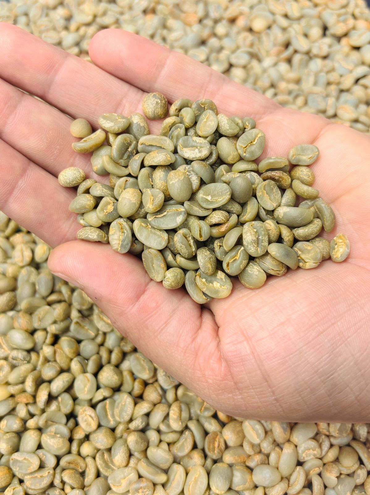Café Oro Exportable